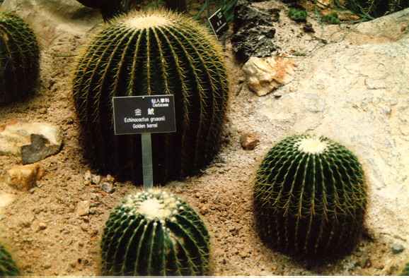 Golden Barrel cactus