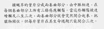 Chinese Text